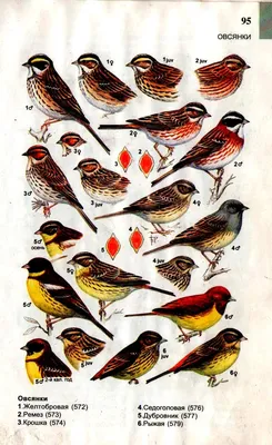 Зимующие птицы алтайского края (40 фото)