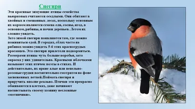 Птицы полетели на юг… Куда и как? | ИГУ | Иркутский государственный  университет | Дзен