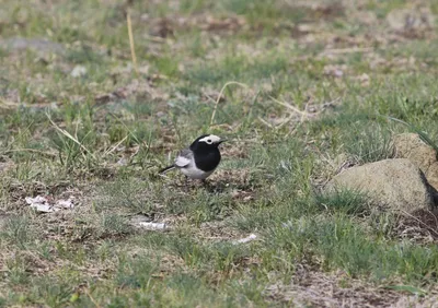 городские птицы | Wild Nature Photo