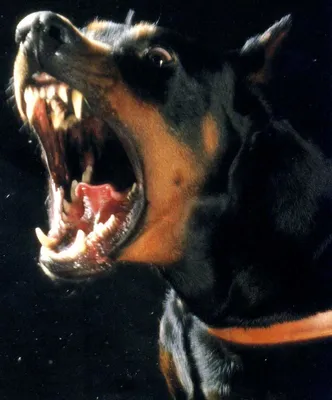 злой доберман - Поиск в Google | Doberman pinscher dog, Bad dog, Doberman