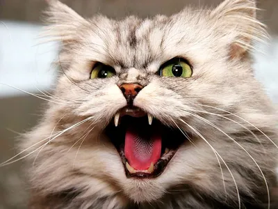 Животные Рыжий кот злой с зелеными глазами Стоковое Изображение -  изображение насчитывающей подпоясанные, ангстрома: 166969761