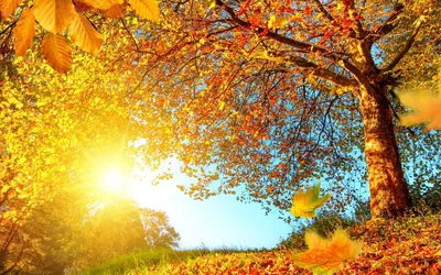 Золотая осень на солнечный день Стоковое Фото - изображение насчитывающей  золотисто, интересно: 130354546