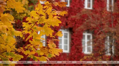 ФОТОФАКТ: Золотая осень в Китае