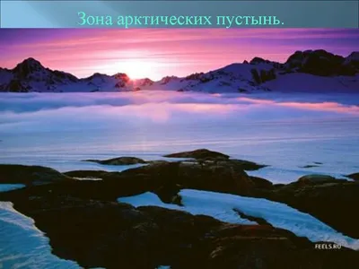 Окружающий мир. Зона арктической пустыни. 1-4 классы: Таблица-плакат  420х297 – купить по цене: 31,50 руб. в интернет-магазине УчМаг