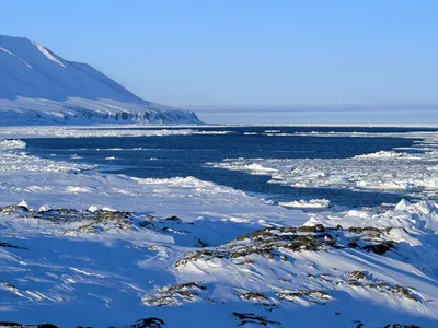 Зона арктических пустынь