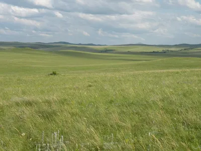 Зона степей картинки фотографии