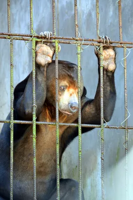 В Московском зоопарке появятся несколько новых видов животных - РИА  Новости, 06.04.2023