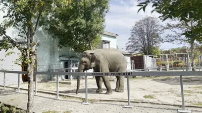 Новосибирский зоопарк открыл площадку, где можно погладить животных