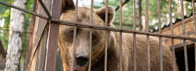 Харьковский зоопарк вывозит животных во Львовскую область | Харьков Тудей
