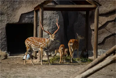 Николаевский зоопарк | Затока. Базы отдыха, отели и частный сектор.