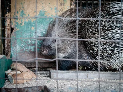 В мире животных: работники зоопарка рассказали о своенравных питомцах