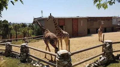 Зоопарк Шымкента. Почему его стоит посетить | informburo.kz