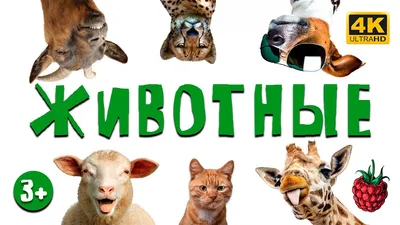 Набор животных «Дикие звери», 17 предметов купить в Чите Фигурки в  интернет-магазине Чита.дети (9428821)